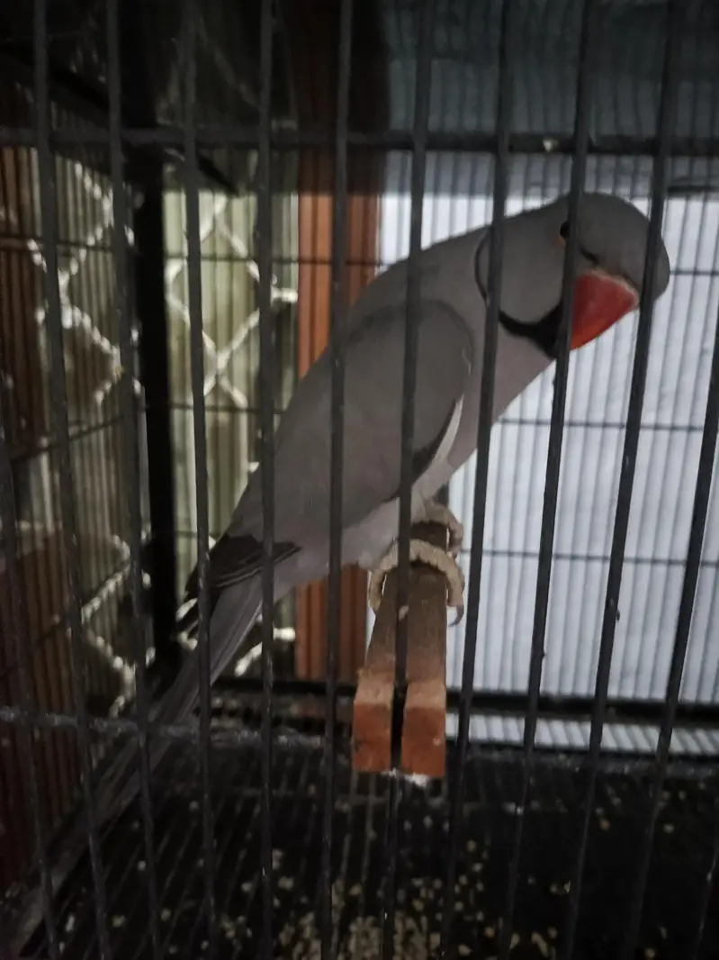 Grey parrot for sale — photo 2