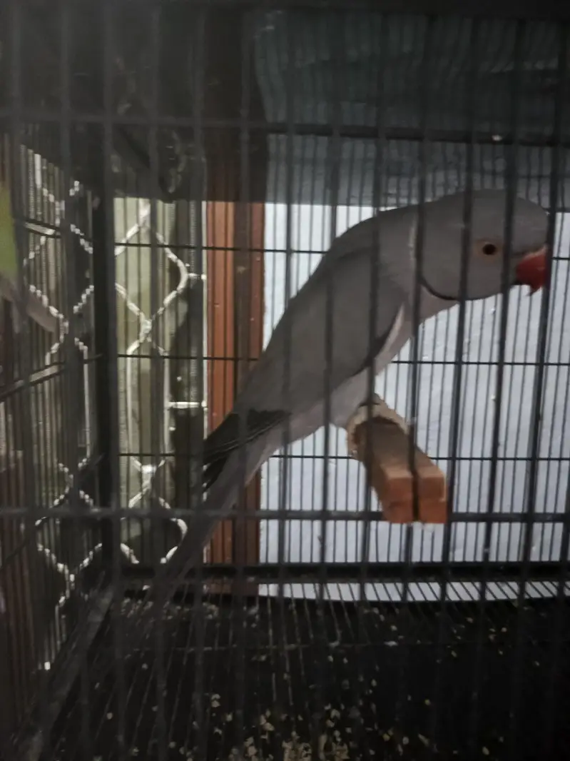 Grey parrot for sale — photo 3