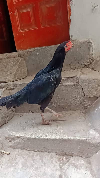 pure Mian wali murgi