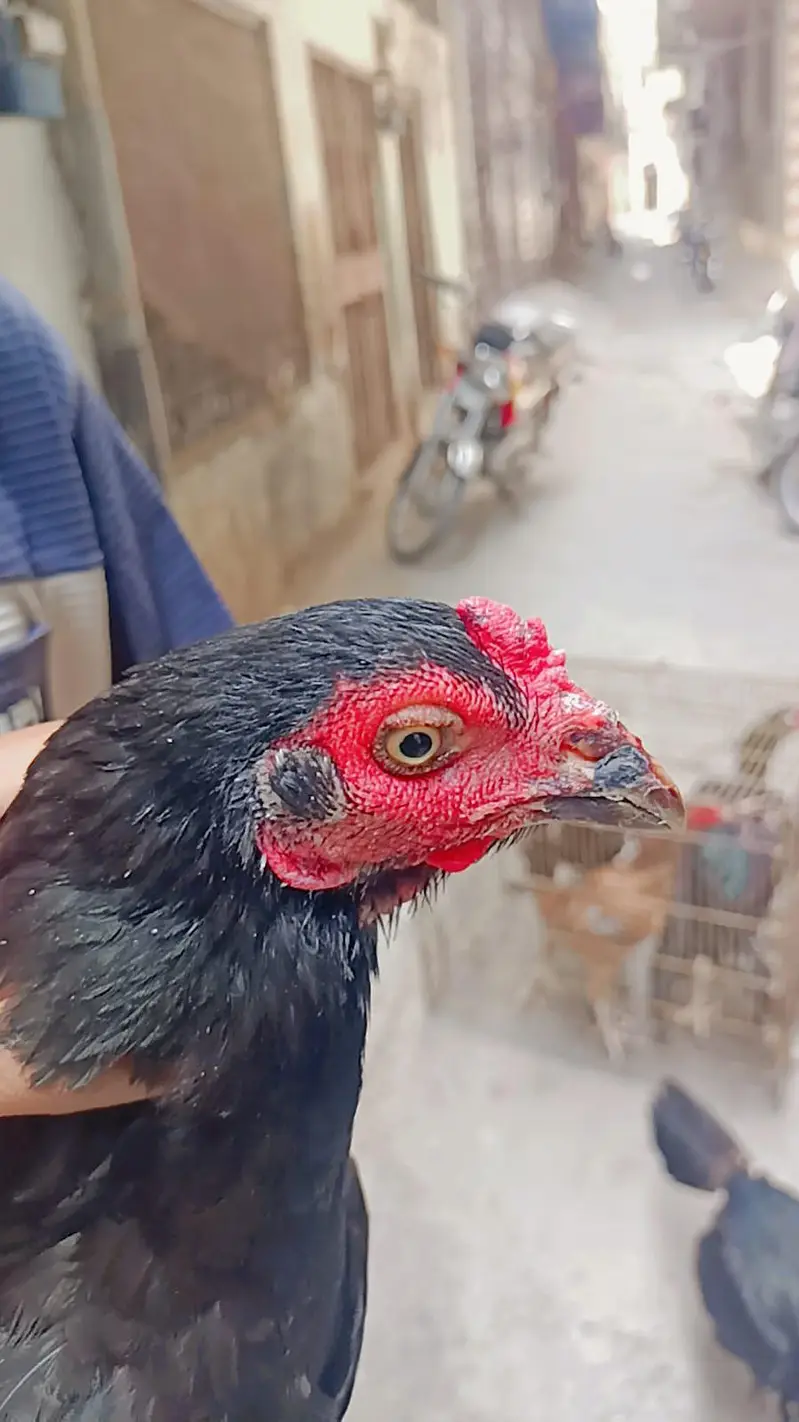pure Mian wali murgi — photo 2