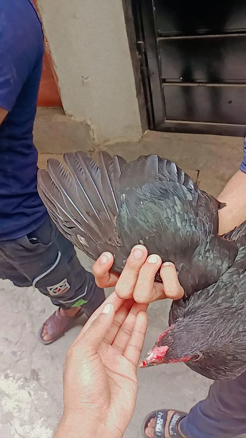 pure Mian wali murgi — photo 3