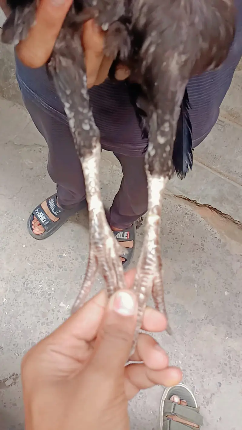pure Mian wali murgi — photo 4