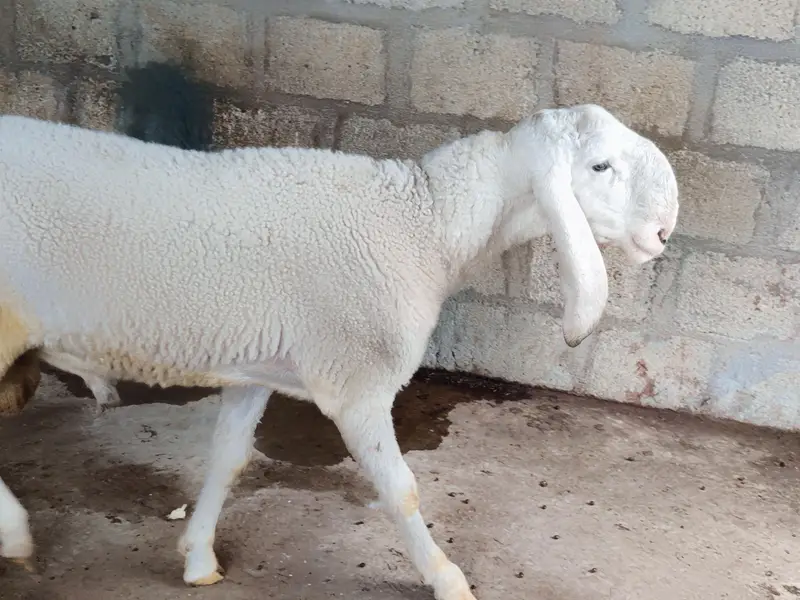 larkana Dumba fresh 2 danth abhi girae hai age 1 year — photo 2
