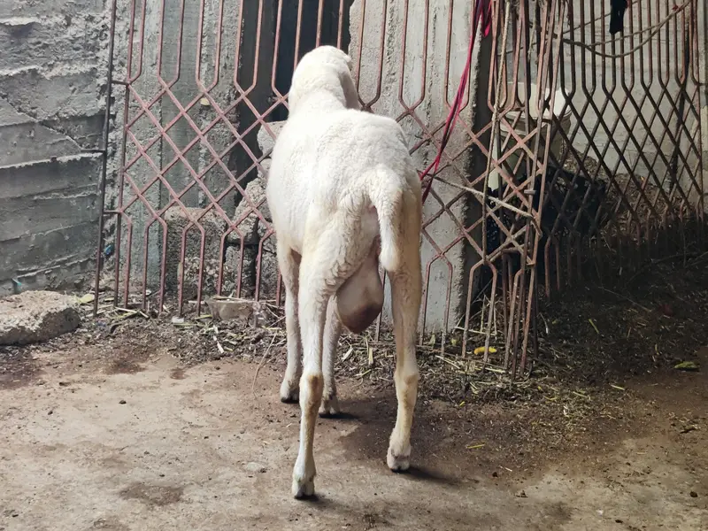 larkana Dumba fresh 2 danth abhi girae hai age 1 year — photo 3