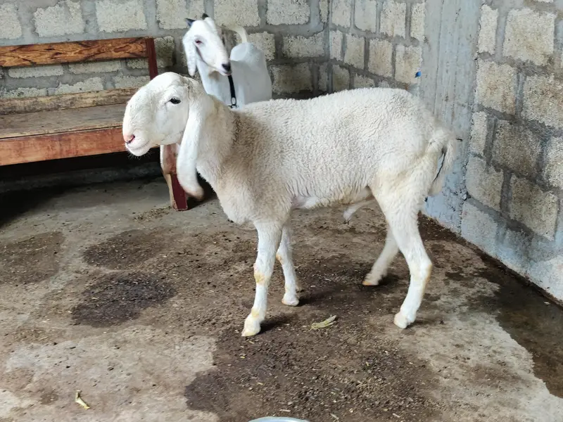 larkana Dumba fresh 2 danth abhi girae hai age 1 year — photo 5