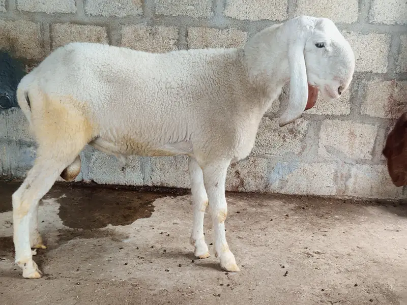 larkana Dumba fresh 2 danth abhi girae hai age 1 year — photo 6