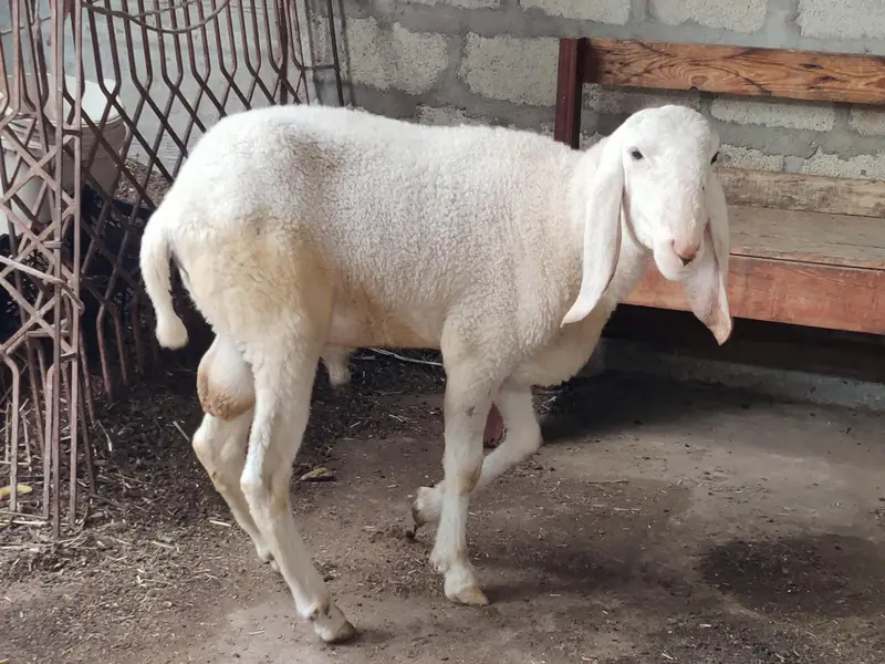 larkana Dumba fresh 2 danth abhi girae hai age 1 year — photo 9