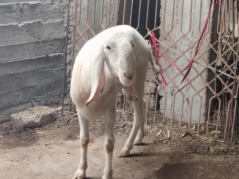 larkana Dumba fresh 2 danth abhi girae hai age 1 year — photo 10