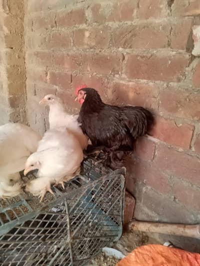 Fancy Hen