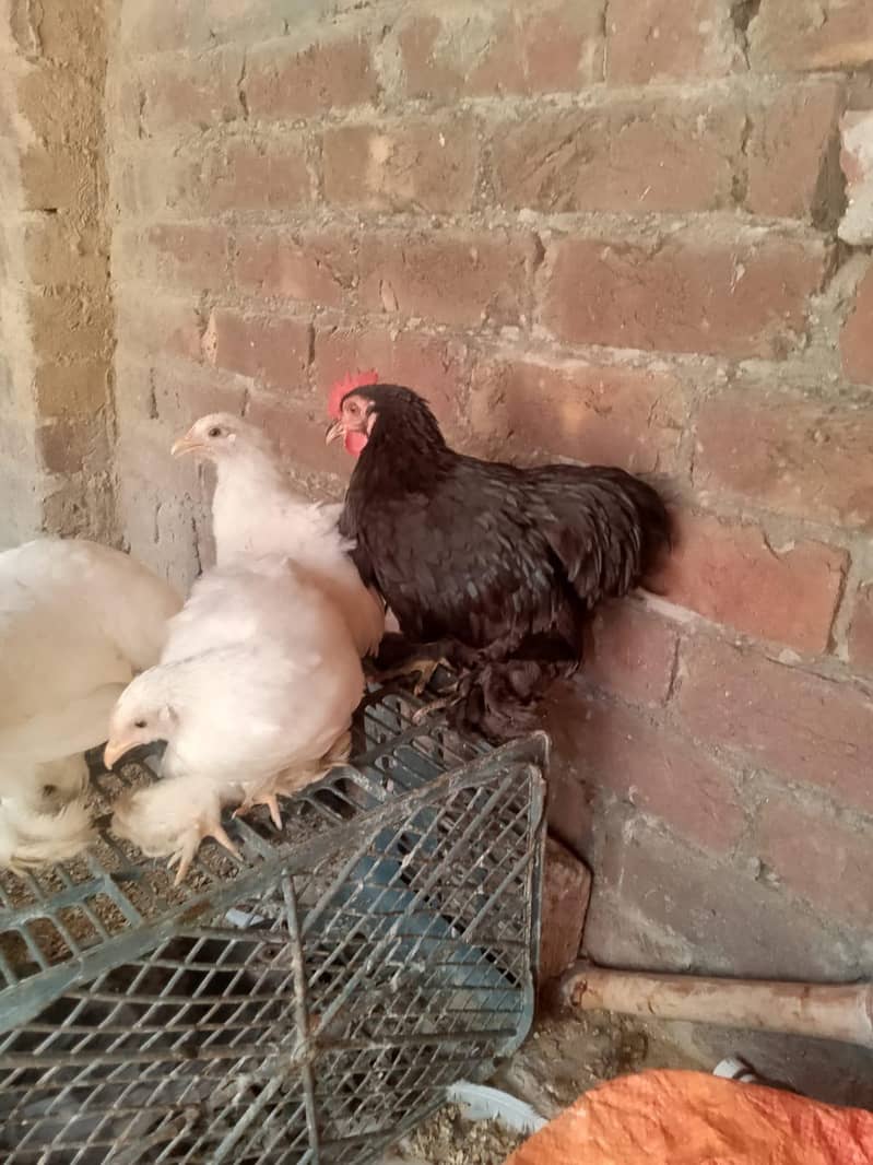 Fancy Hen 0