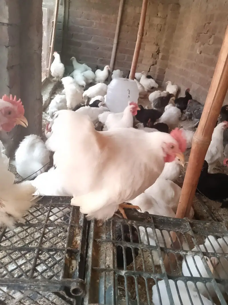 Fancy Hen — photo 4