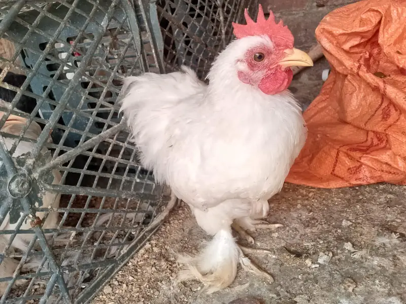 Fancy Hen — photo 5
