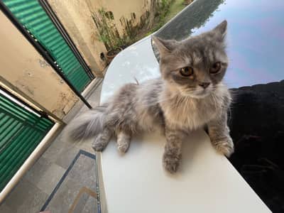 Persian cat for sale
