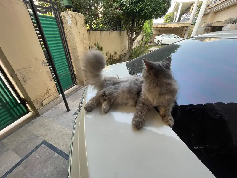 Persian cat for sale — photo 2