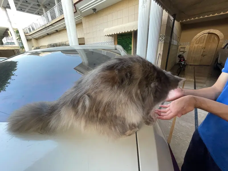 Persian cat for sale — photo 3