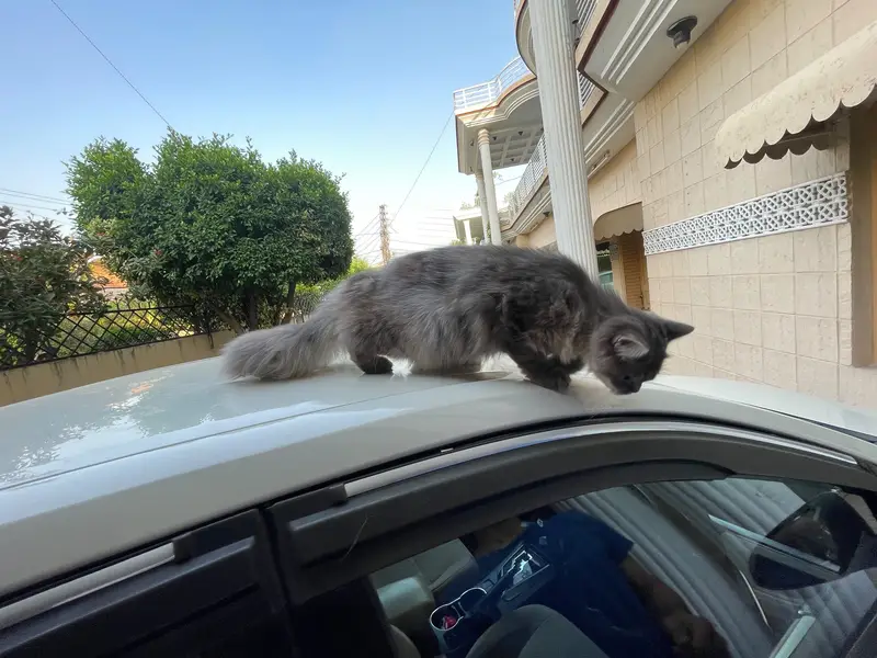 Persian cat for sale — photo 4