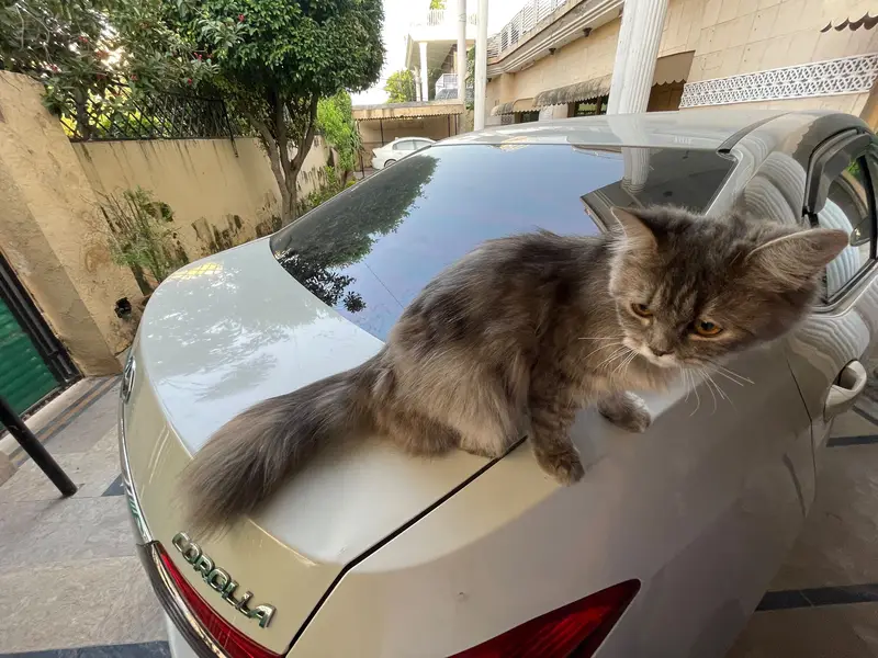 Persian cat for sale — photo 5