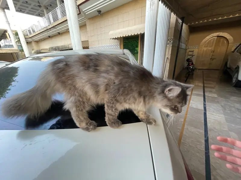 Persian cat for sale — photo 6