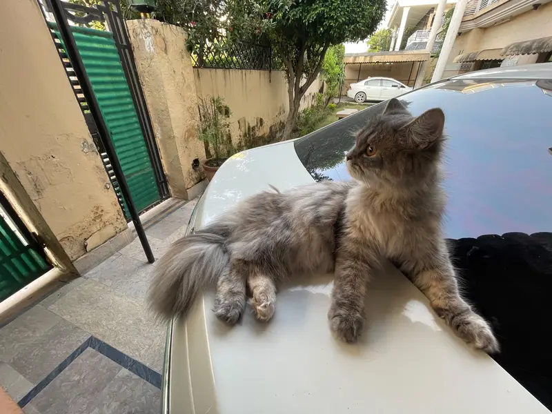 Persian cat for sale — photo 7