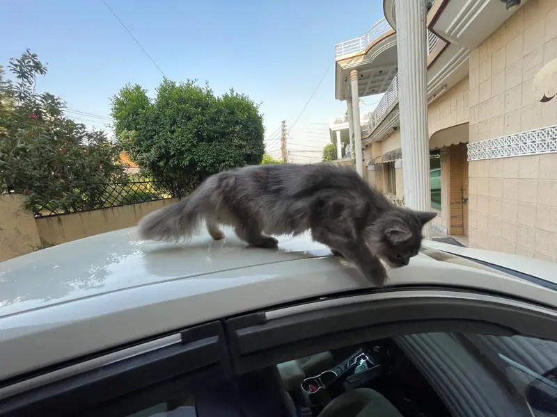 Persian cat for sale — photo 8