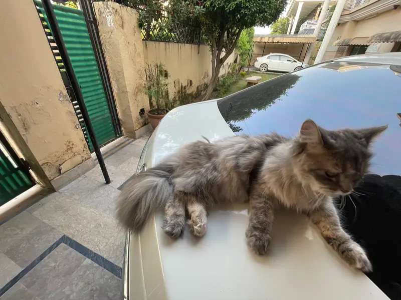 Persian cat for sale — photo 9