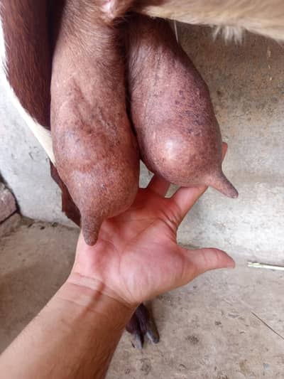 dasi bakri doodh wali