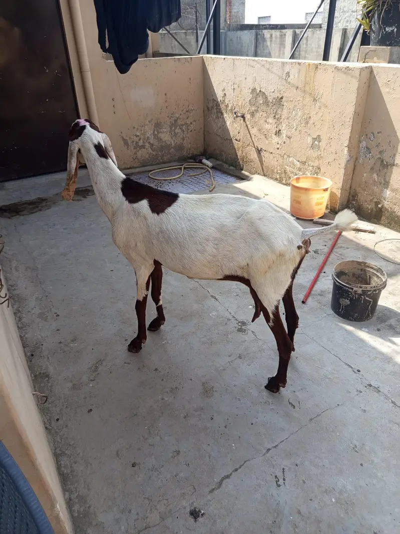 dasi bakri doodh wali — photo 2