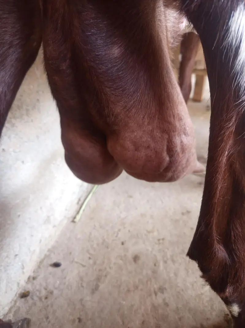 dasi bakri doodh wali — photo 3