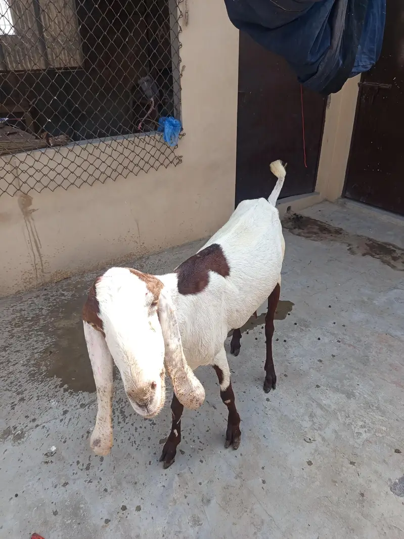 dasi bakri doodh wali — photo 4