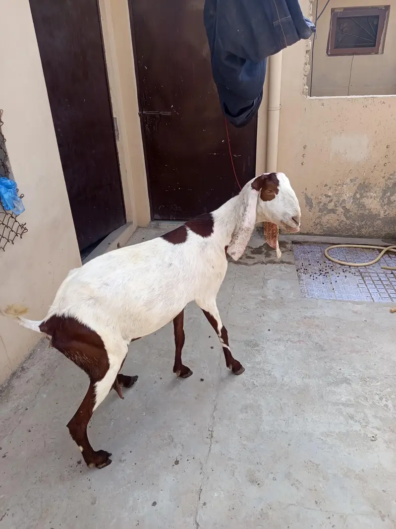 dasi bakri doodh wali — photo 5