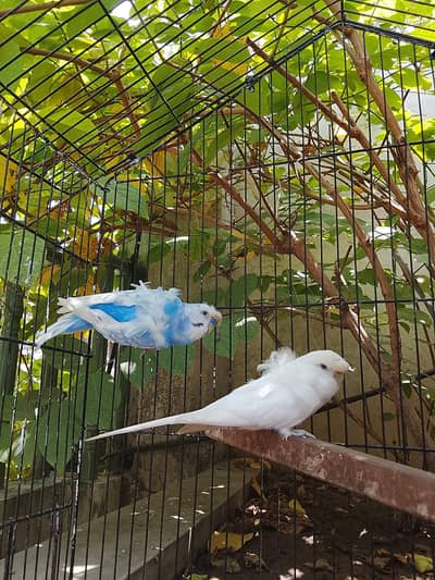 Hogoromo Breeder Pair Top Quality 