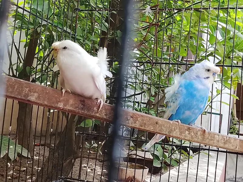 Hogoromo Breeder Pair Top Quality  — photo 2