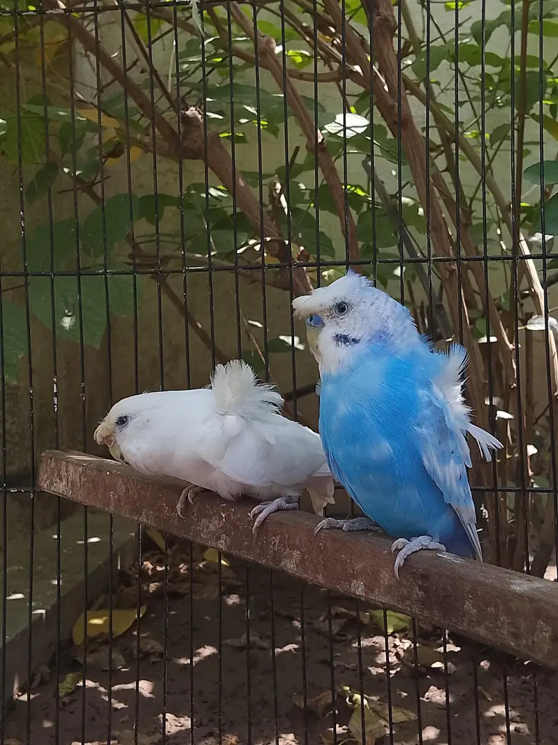 Hogoromo Breeder Pair Top Quality  — photo 3
