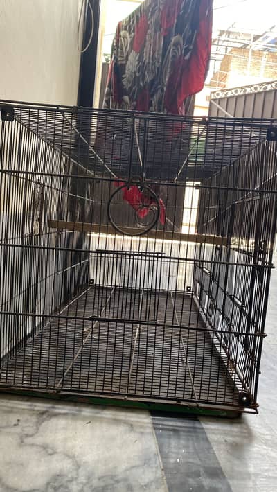 Parrot Cage