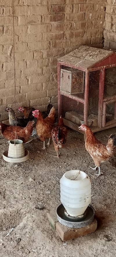 Hen for sale