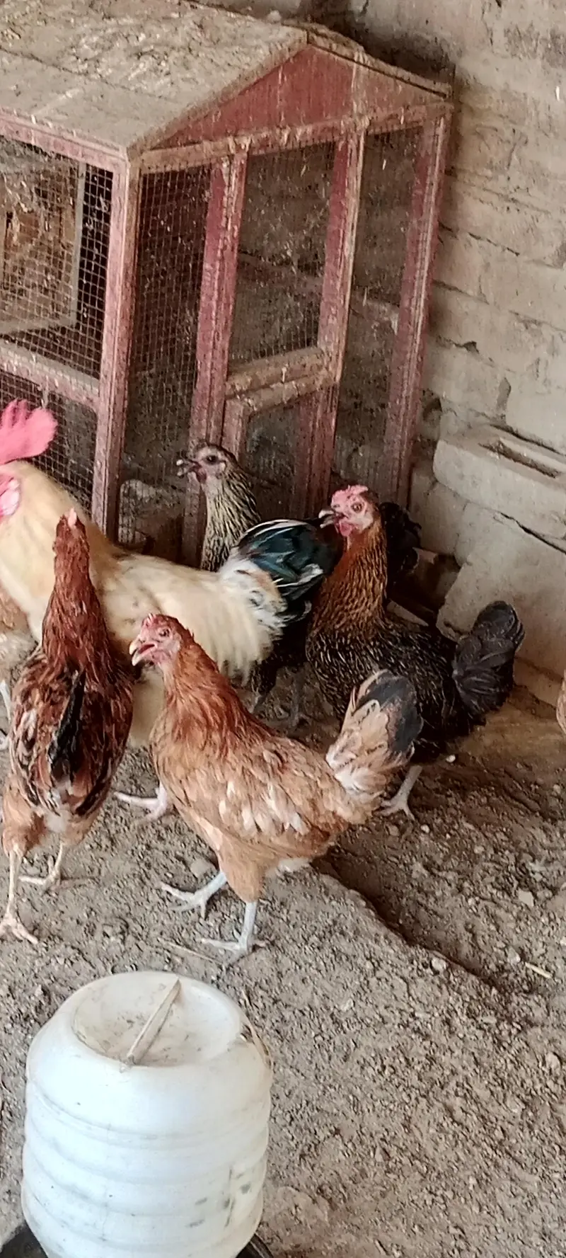 Hen for sale — photo 2