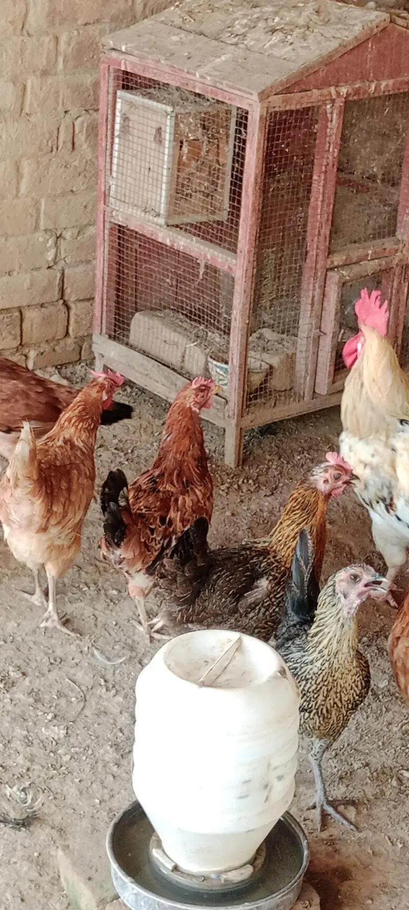 Hen for sale — photo 3