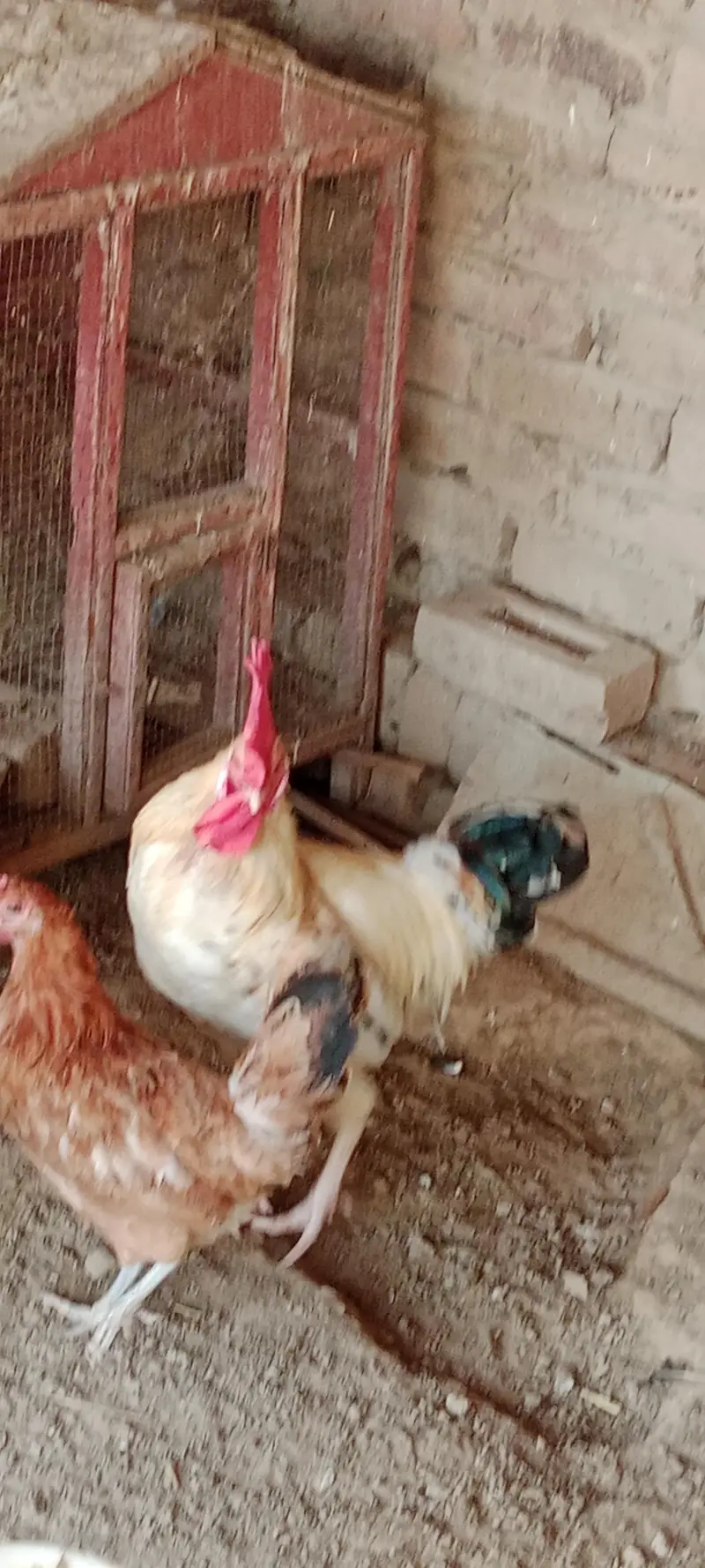 Hen for sale — photo 4