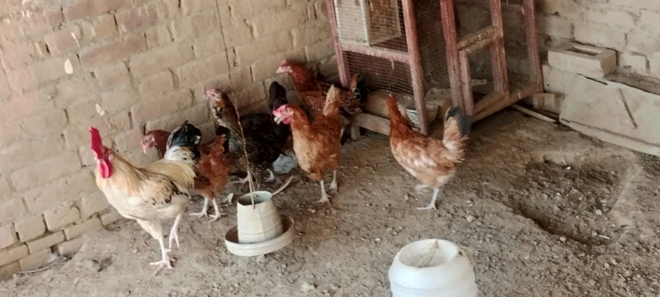 Hen for sale — photo 5