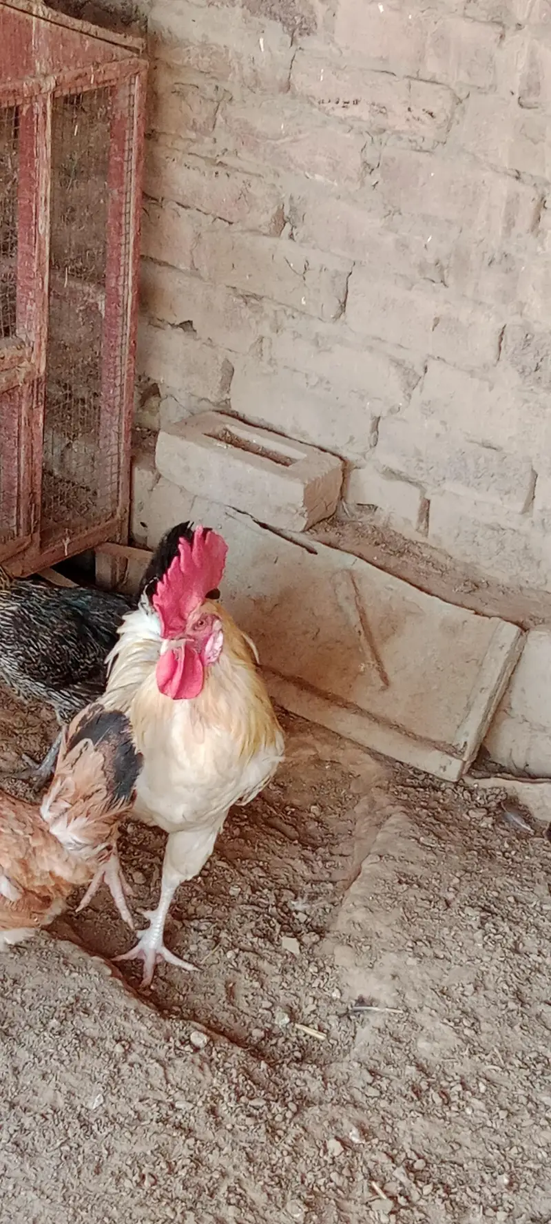 Hen for sale — photo 6