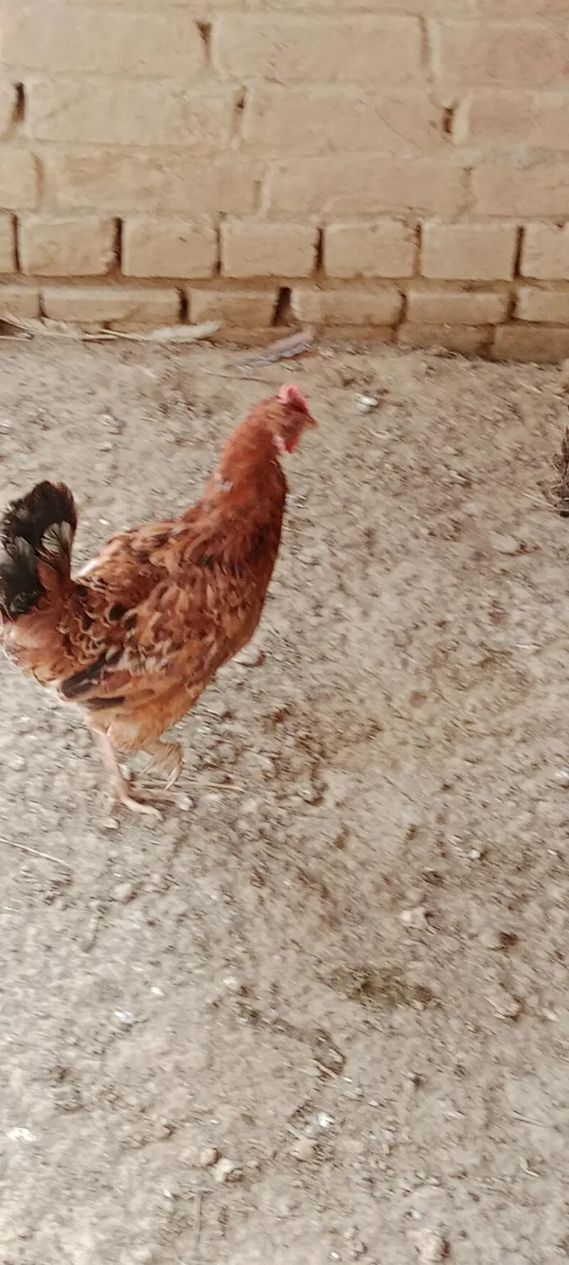 Hen for sale — photo 7