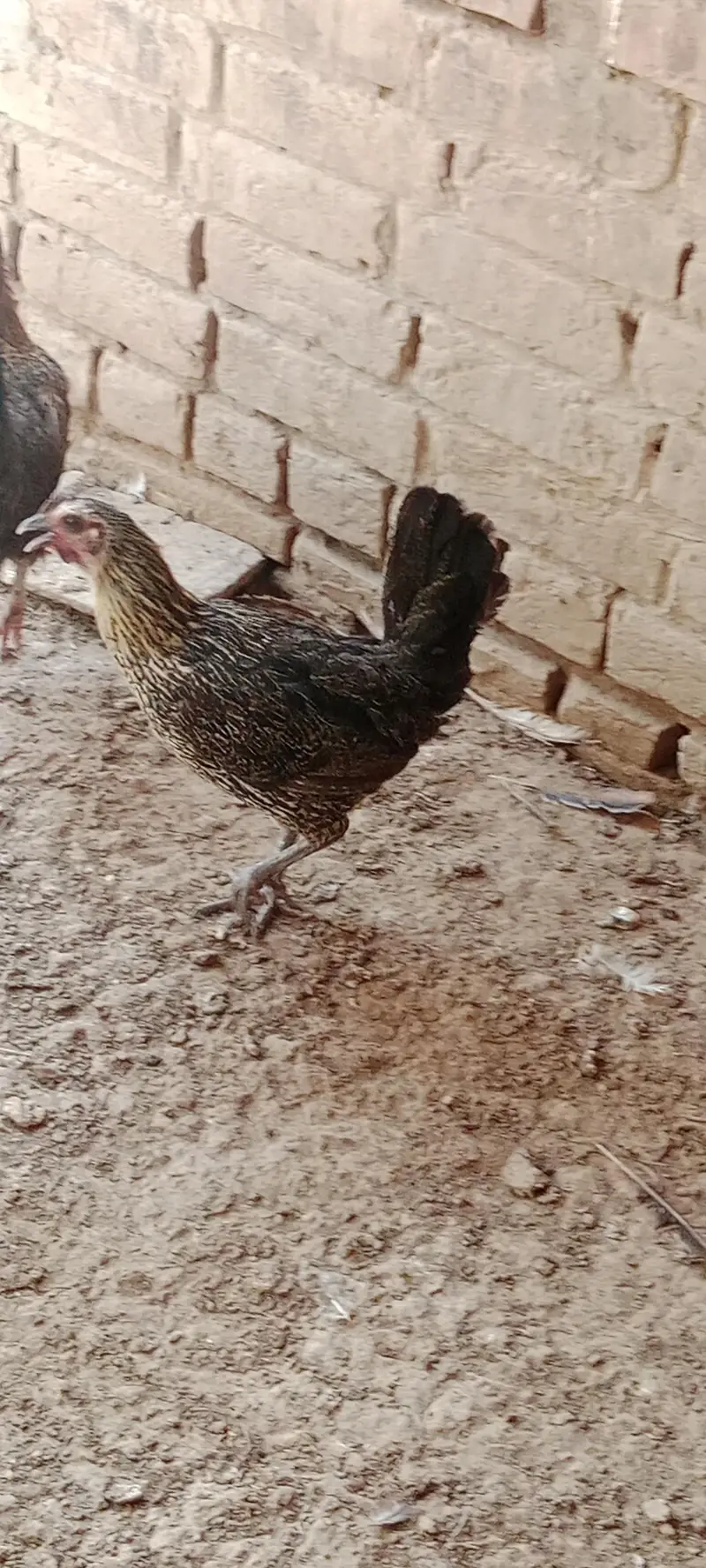 Hen for sale — photo 8