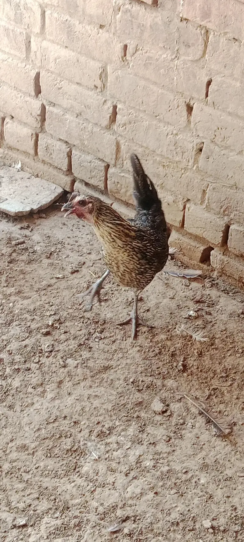 Hen for sale — photo 9