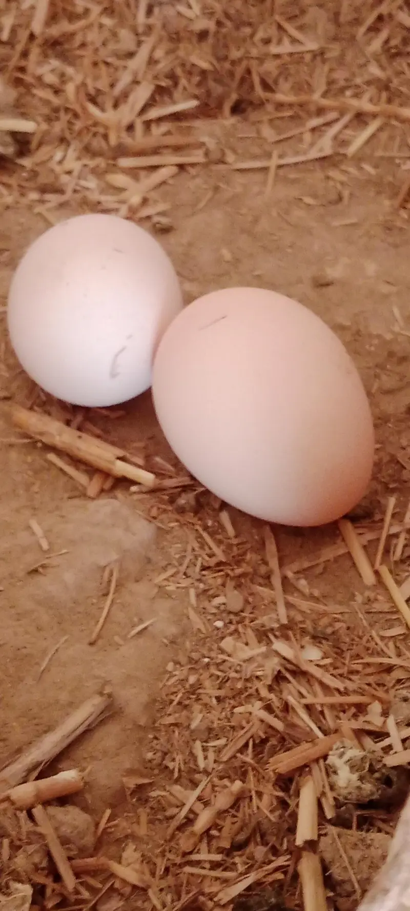Hen for sale — photo 10