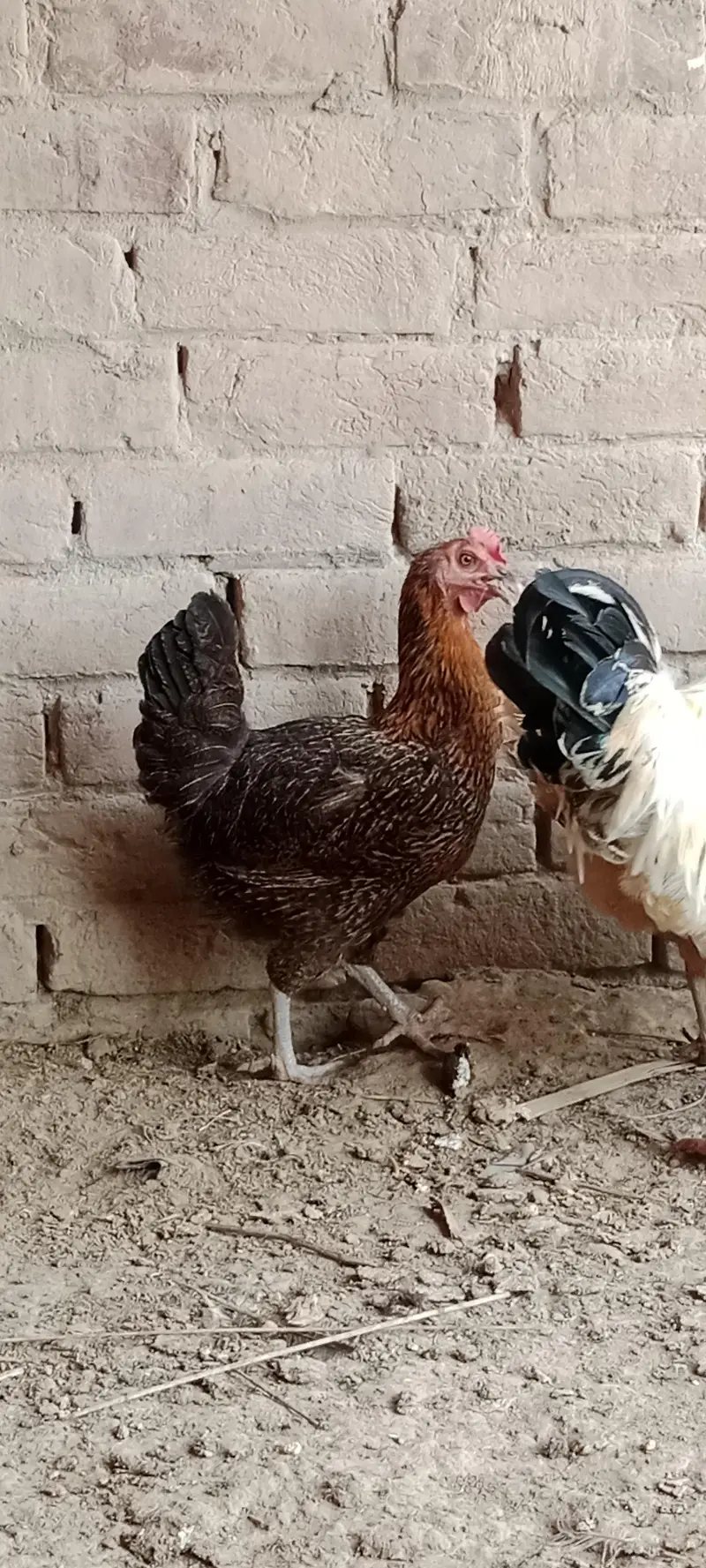 Hen for sale — photo 11