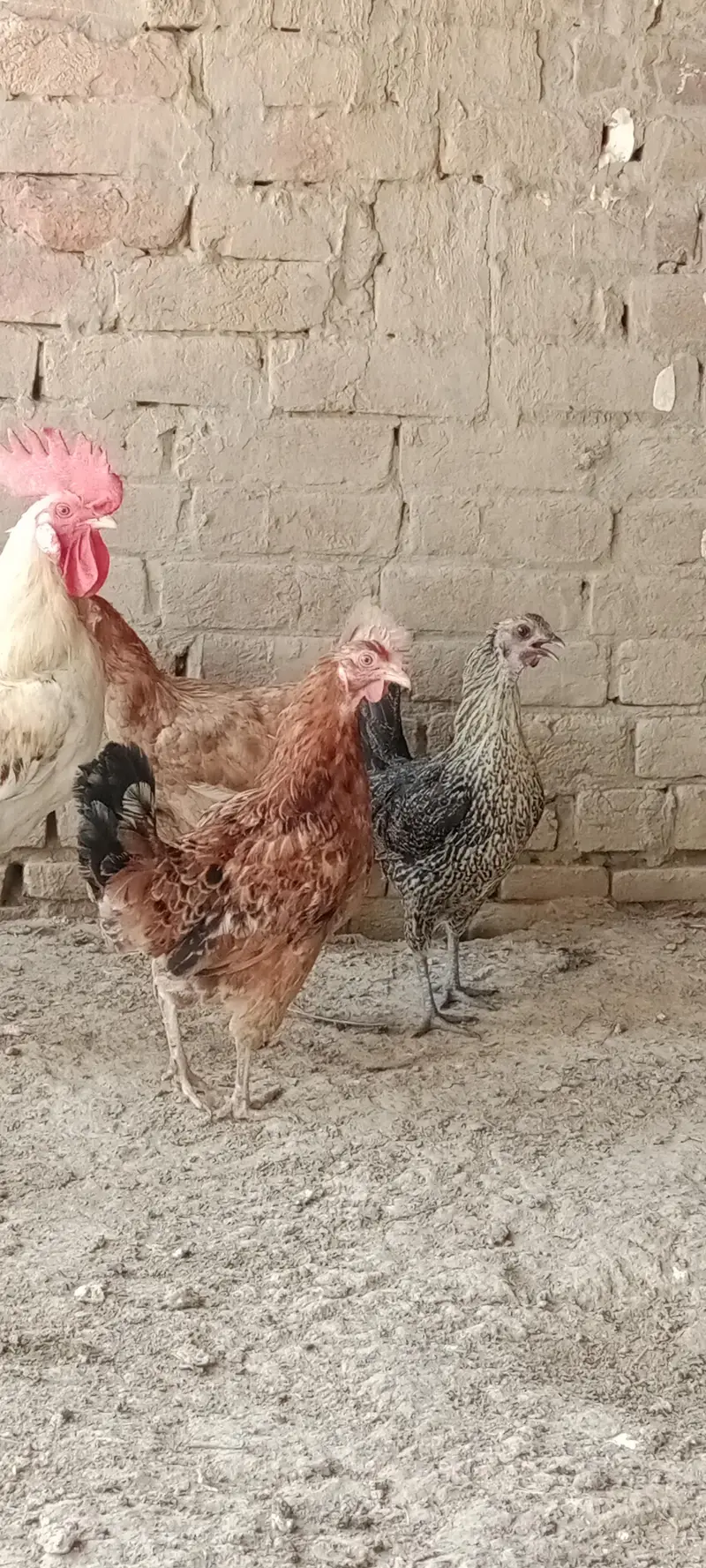 Hen for sale — photo 12