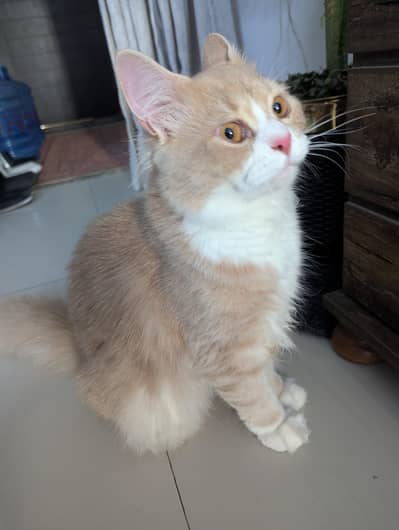 Persian Cream white Cat