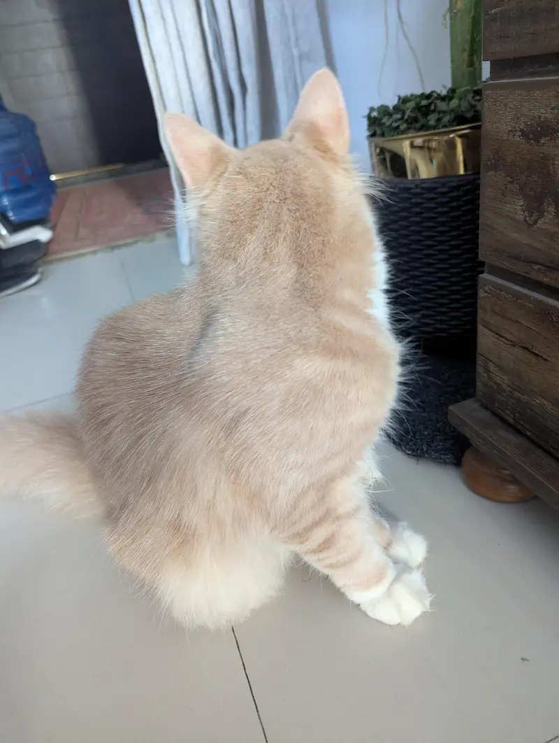 Persian Cream white Cat — photo 2