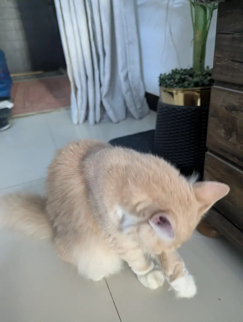 Persian Cream white Cat — photo 3