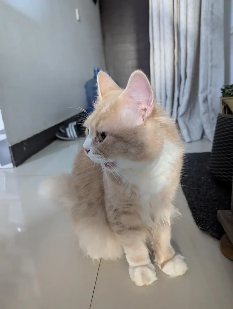 Persian Cream white Cat — photo 4